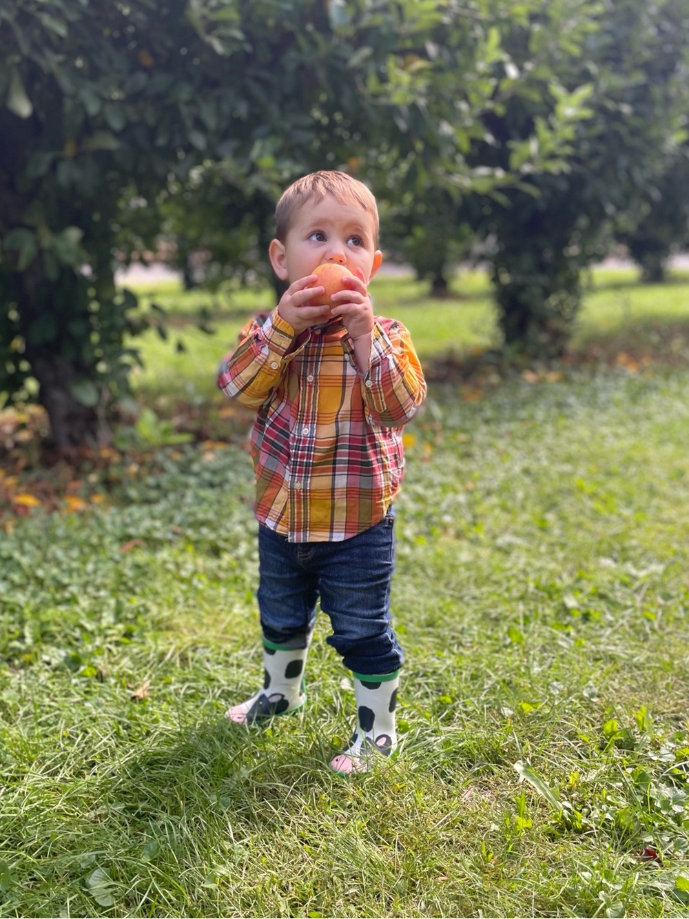 Ralph Lauren Fall Plaid Button Down Shirt Size 24 Months